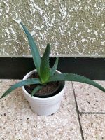 Aloe Vera mit Übertopf Baden-Württemberg - Donaueschingen Vorschau