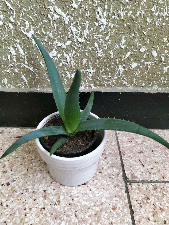 Aloe Vera mit Übertopf in Donaueschingen