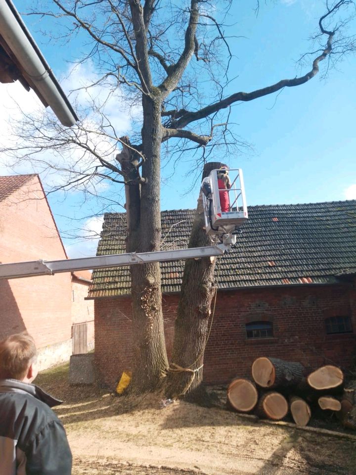 Baumfällung Baumpflege Hecken schneiden  Obstbaumpflege in Steinheim