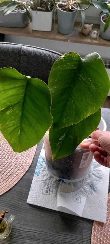 Monstera Variegata Jungpflanzen in Wuppertal