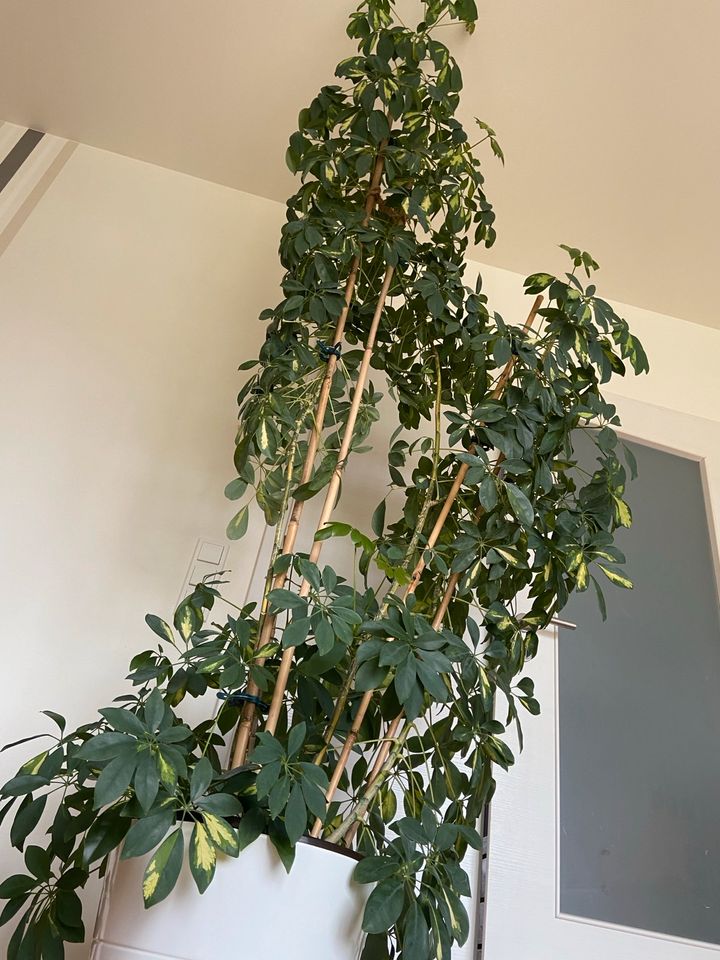 Zimmerpflanze Strahlenaralie - Schefflera arboricola in Fritzlar