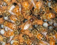 Ligustica Bienen Königin begattet und markiert Düsseldorf - Bilk Vorschau