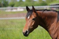 Pflegepferd Reitbeteiligung Reiten für jung, alt, Anfänger Baden-Württemberg - Oberhausen-Rheinhausen Vorschau