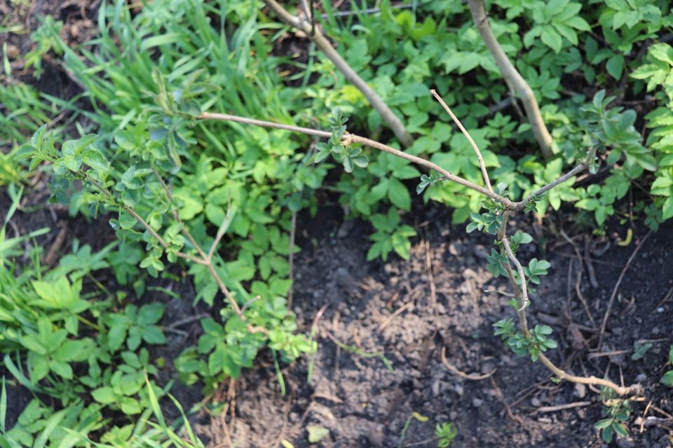 Holunder Hollerbusch Strauch schwarzer Holler Beeren weiße Blüten in Beetzendorf