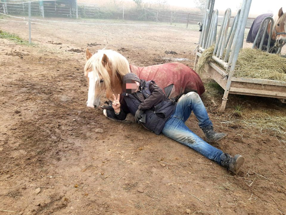 Reitbeteiligungen zu vergeben in Scheibenhardt