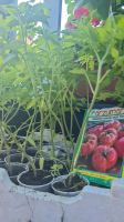 Tomaten  Pflanzen und Paprika Pflanzen Stuttgart - Wangen Vorschau