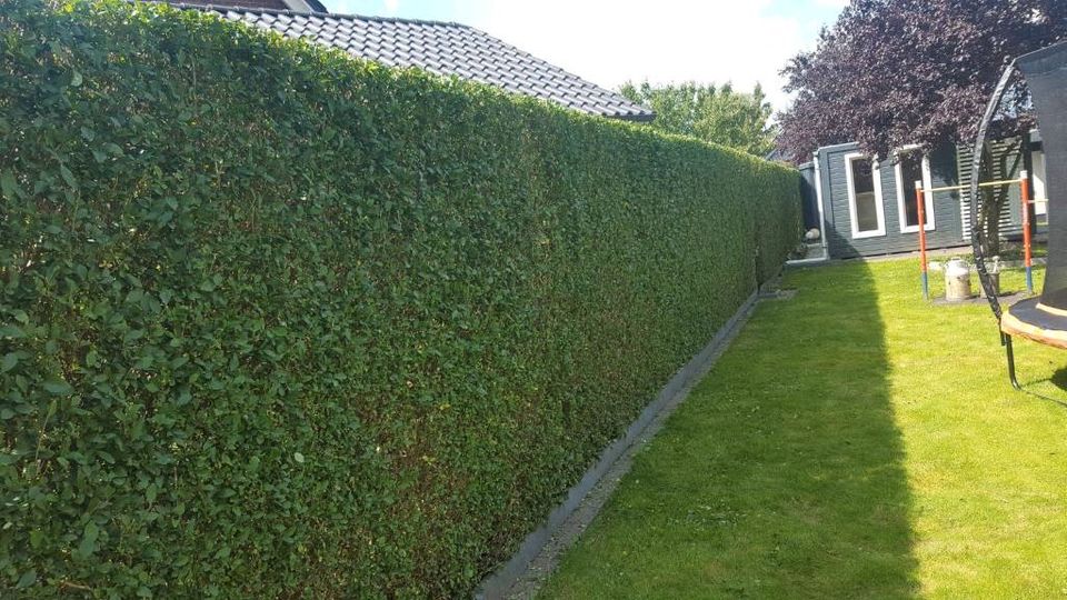 Laubbeseitigung, Baumschnitt, Hecke schneiden, Gartenarbeiten in Neu Wulmstorf