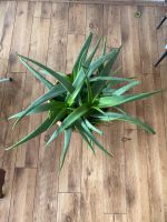 Große Aloe Vera Pflanze bis zum 10.06 Nordrhein-Westfalen - Gronau (Westfalen) Vorschau