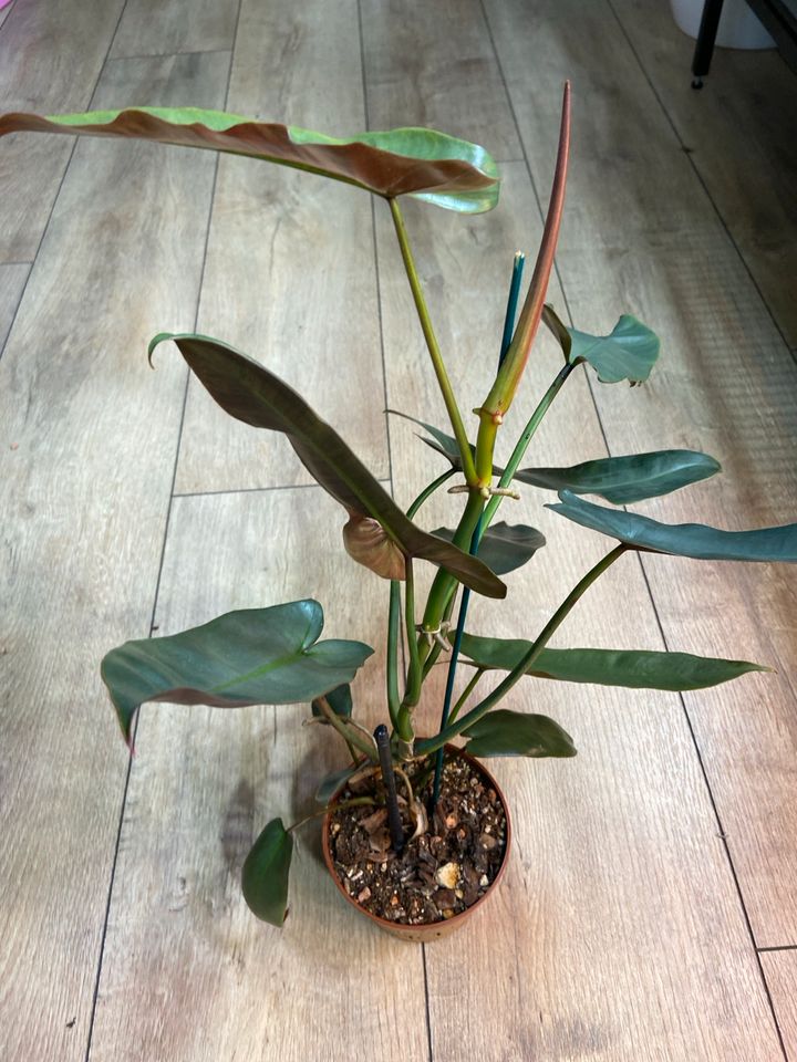 Philodendron Atabapoense in Remscheid