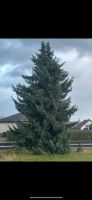 Tannenbaum Tanne Baum Hessen - Korbach Vorschau