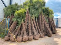 Trachycarpus Fortunei Top Qualität aus Spanien bis 4 Stammhöhe Baden-Württemberg - Ettenheim Vorschau