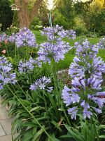 Schmucklilie Agapanthus blau Terrassenpflanze Sachsen-Anhalt - Magdeburg Vorschau