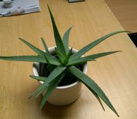 Aloe Vera, Heilpflanze Baden-Württemberg - Wallhausen Vorschau