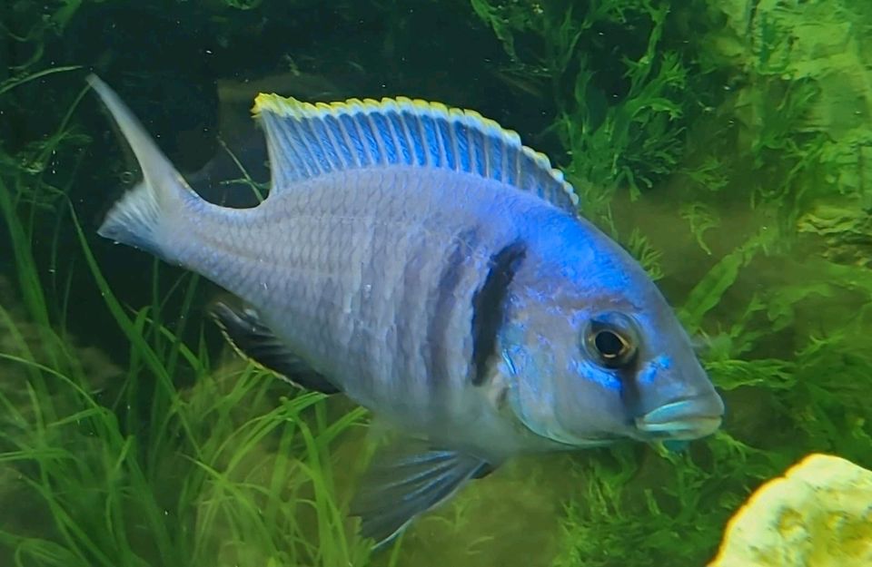 Malawi Placidochromis in Laatzen