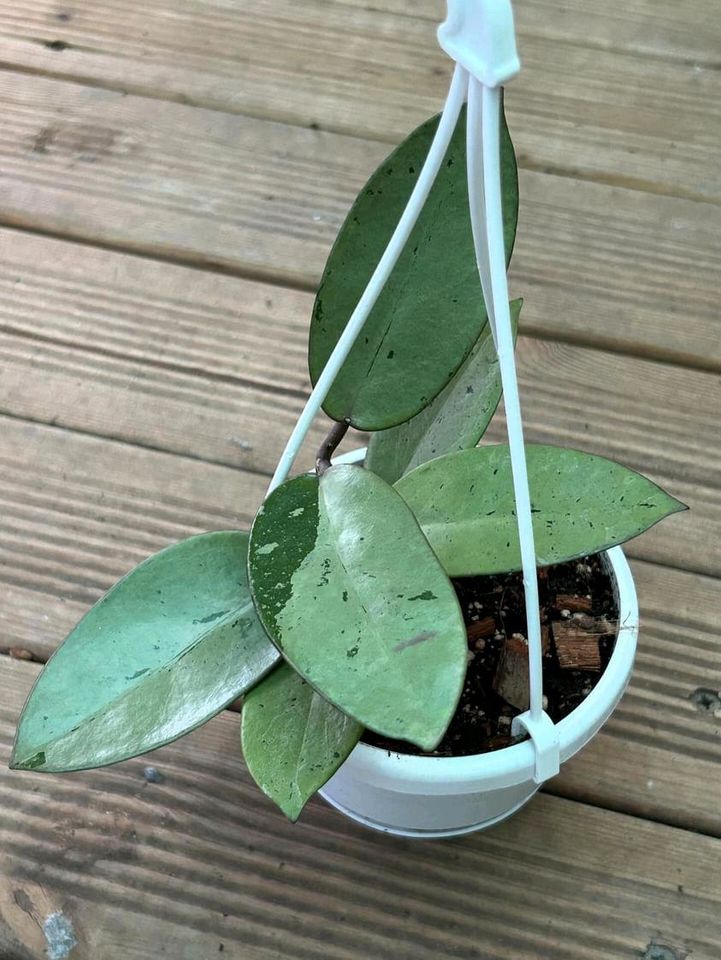 Hoya Silver Dollar 59 € / Pflanze ☘️ collection_pflanzen_plant in Riedstadt