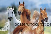 Tierposter von Pferden, Hunden und Katzen Nordrhein-Westfalen - Olpe Vorschau
