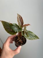 Begonia benigo pink Polka dot Zimmerpflanze Hannover - Mitte Vorschau