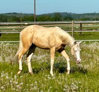 Quarter Horse | Jährling Hengst | Colonels Shining Gun | Reining Hessen - Kassel Vorschau