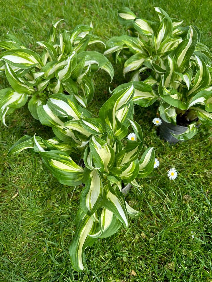 Hosta - Schneefeder - Funkie ⭐️ in Bad Brückenau