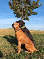 Rhodesien Ridgeback Hündin ohne Ridge Sachsen - Jahnsdorf Vorschau