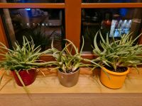 Aloe Vera Zimmerpflanze Sachsen - Plauen Vorschau