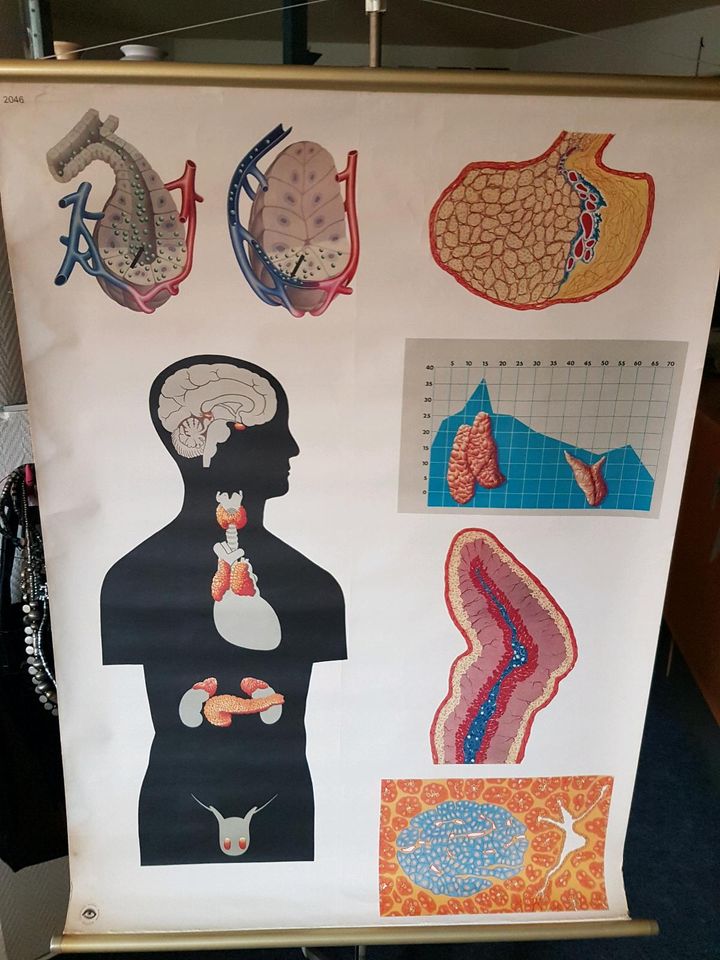 Schulwandkarten,DDR,Wandkarten,Lehrmaterial,Medizin in Demmin