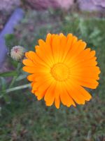 Ringelblume Samen calendula Wandsbek - Hamburg Bramfeld Vorschau