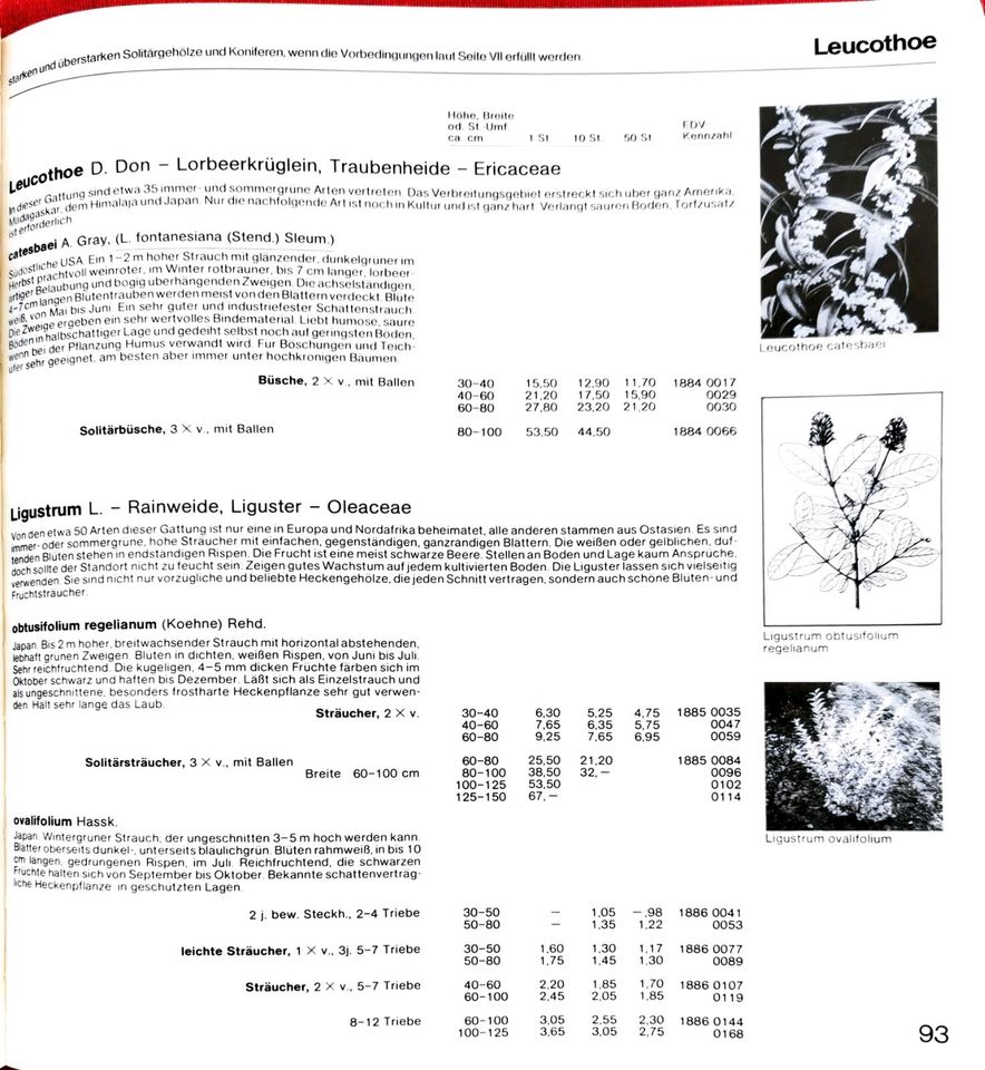 Katalog Baumschule Timm & Co 1979/1980 in Kaarst