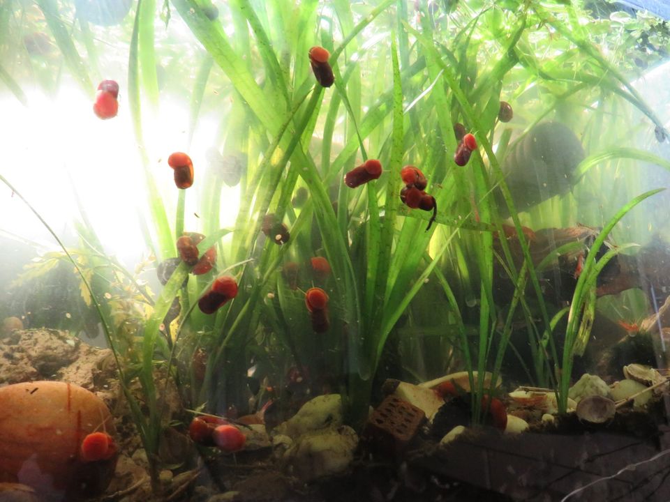 rote Posthorn Schnecken aus Biotop für Aquarium in Remscheid