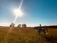 Reitbeteiligung für optimierten Wallach Mecklenburg-Vorpommern - Greifswald Vorschau