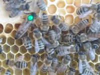 Bienen / Bienenvolk auf Zander Hessen - Raunheim Vorschau