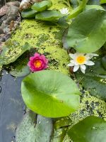 Seerosenpflanzen für den Teich Wandsbek - Hamburg Rahlstedt Vorschau