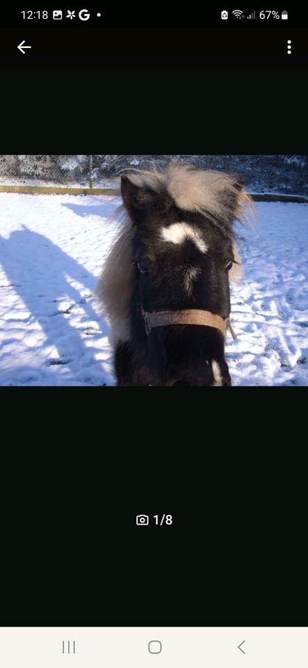 ZWEI LIEBE PONY'S ABZUGEBEN in Ziepel