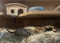 2 weibliche Mäuse suchen Neues zuhause Nordrhein-Westfalen - Hagen Vorschau