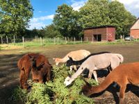 JGA Jungesellenabschied Alpaka mit Essen und Trinken Nordrhein-Westfalen - Oelde Vorschau