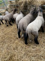 Shropshire Bocklämmer Bayern - Mömbris Vorschau