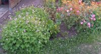 Geranium lila Topf insekten- und bienenfreundlich Naturgarten Mecklenburg-Vorpommern - Papendorf (Rostock) Vorschau