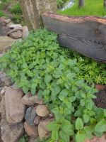 Oregano aus Biogarten Origanum vulgare ssp.hirtum Dorst Sachsen-Anhalt - Gardelegen   Vorschau