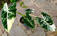 Grosse Alocasia Frydek Variegata - Y50R Hessen - Obertshausen Vorschau