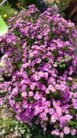 Pinke Aster Sachsen - Radebeul Vorschau