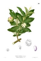 Echte Guave (Psidium guajava) - Saatgut Niedersachsen - Undeloh Vorschau