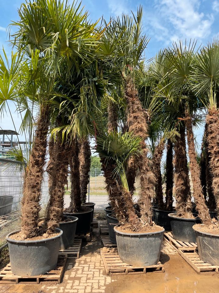 Trachycarpus Fortunei 3er Multistamm Mehrstämmige Hanfpalme in Ettenheim