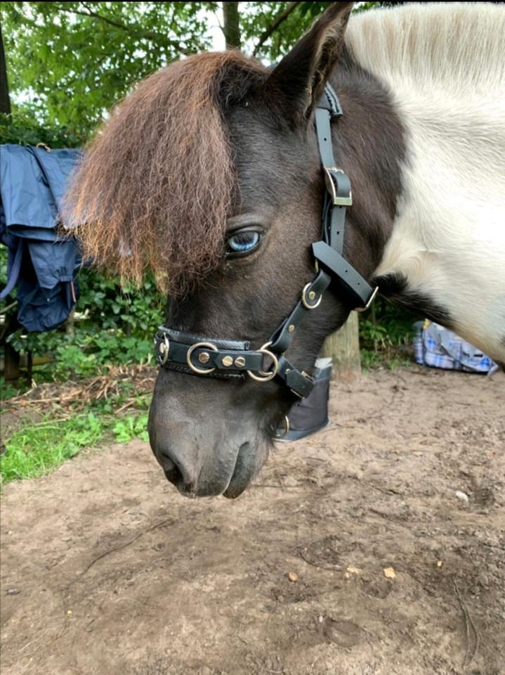 Kappzaum aus Biothane ab Größe Minishetty in Kappeln