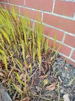 Ableger Montbretien orange, Pflanzen für Garten Blumenzwiebeln Dithmarschen - Heide Vorschau