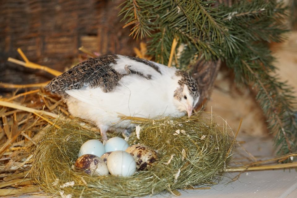 Wachteln Celadon Wachteln in Stendal