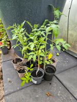 Tomatenpflanze /mexikanische Minigurke Bayern - Pilsting Vorschau