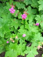 Balkan-Storchschnabel (Geranium macrorrhizum) im Topf (P 0,5) Nordrhein-Westfalen - Schermbeck Vorschau