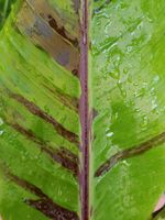 Musa Sikkimensis 'red tiger' kältetolerant, auspflanzbar 10 Samen Bayern - Sulzbach-Rosenberg Vorschau