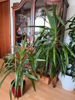 Sehr große Yucca Palme günstig abzugeben Baden-Württemberg - Esslingen Vorschau