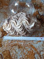 Mördermuschel  ca .20 cm, Indischer Ozean Rheinland-Pfalz - Mudersbach Vorschau